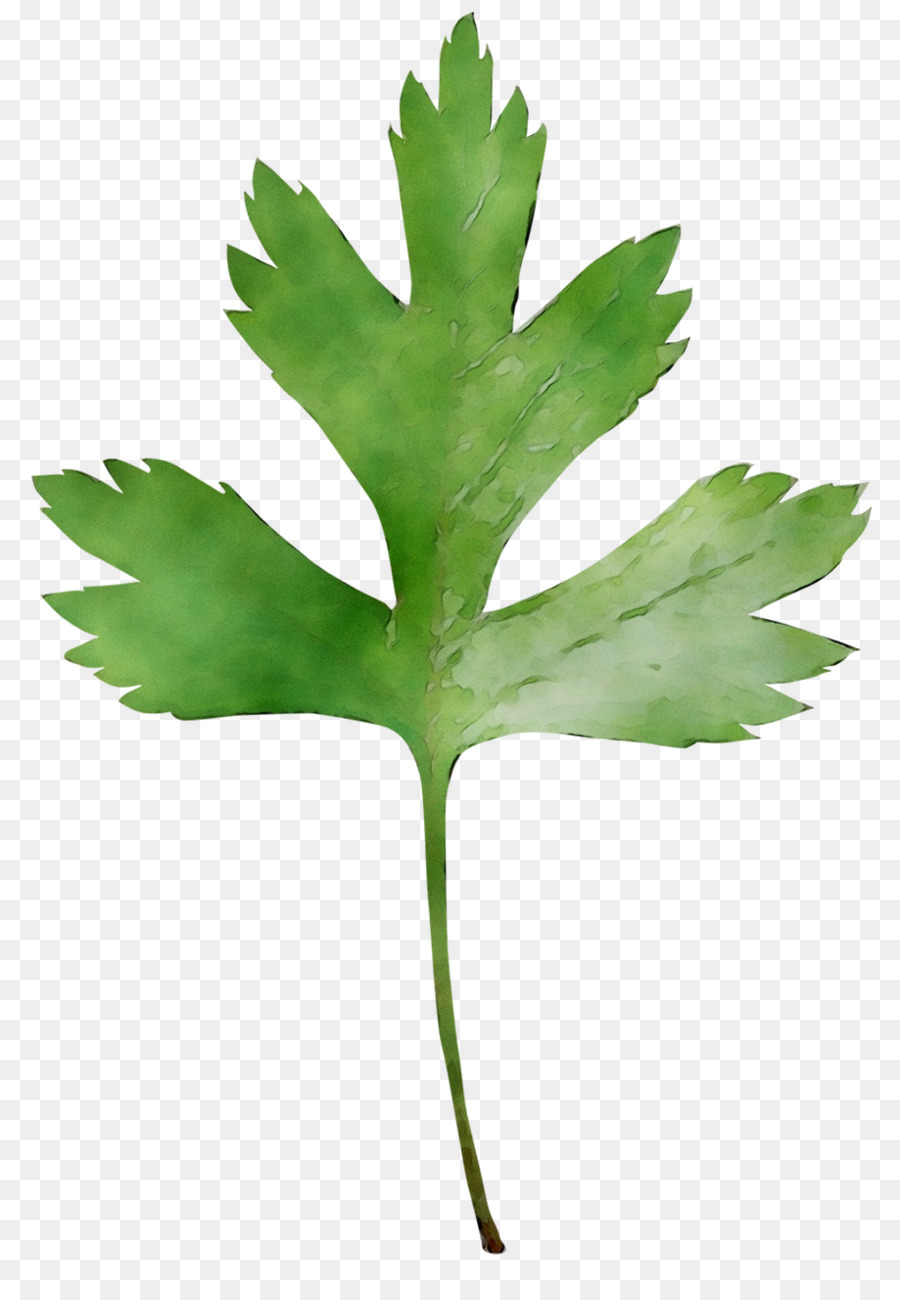 Hoja，Descargar PNG