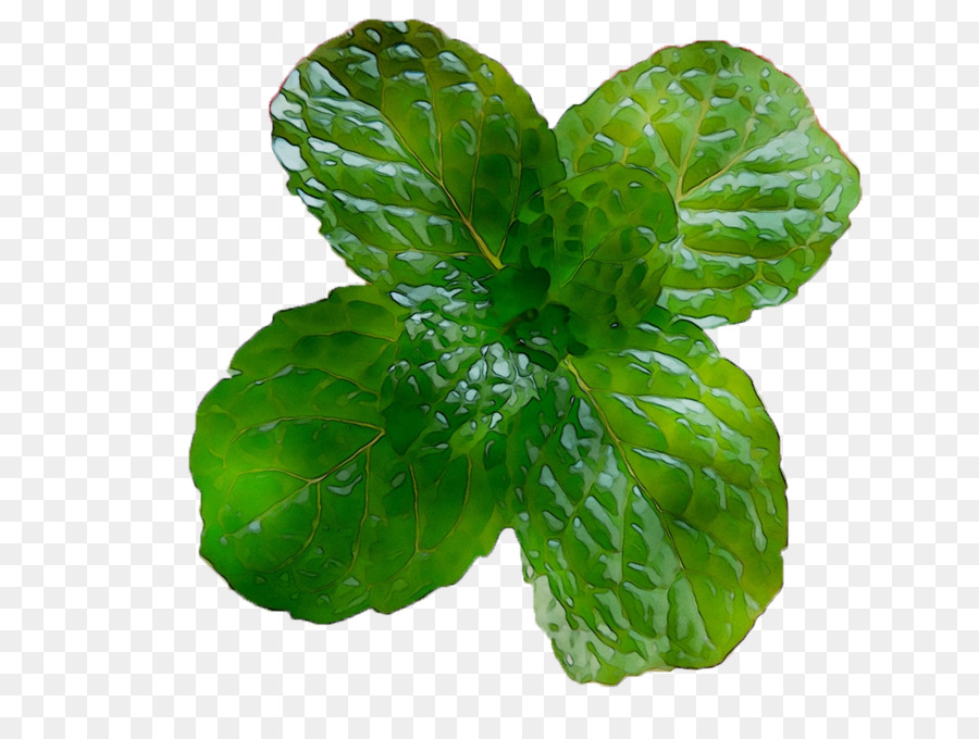 La Albahaca，Mint Julep PNG