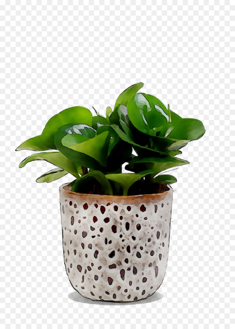 Planta De Interior，Maceta PNG