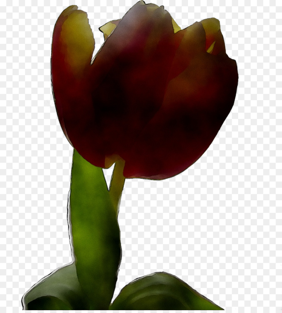 Tulip，Tallo De La Planta PNG