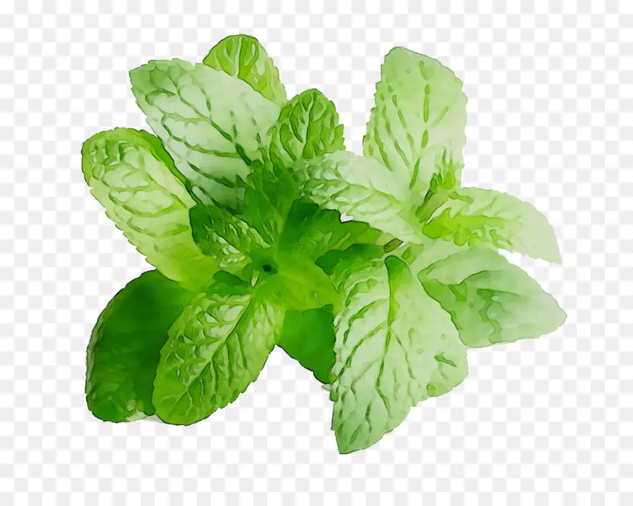 Sabor，Menta PNG