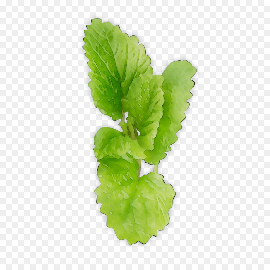 De Verduras De Primavera，Lechuga Romana PNG