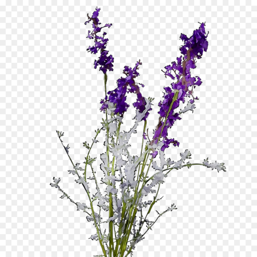 Inglés Lavanda，Tallo De La Planta PNG