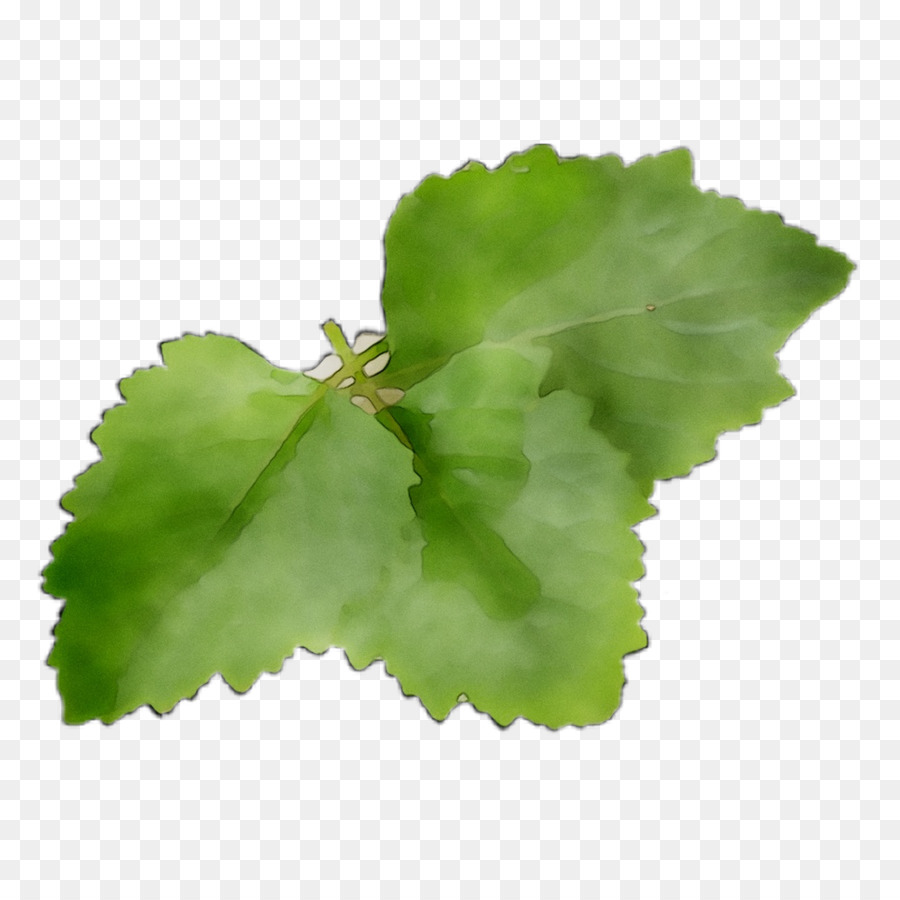 Hoja，Los Verdes PNG