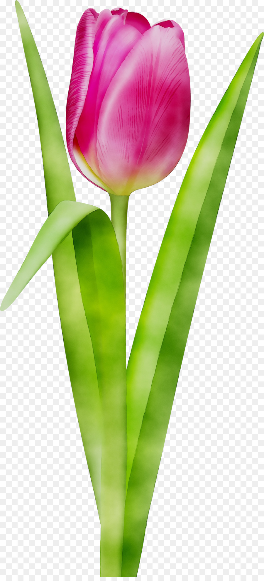 Tulip，Las Flores Cortadas PNG