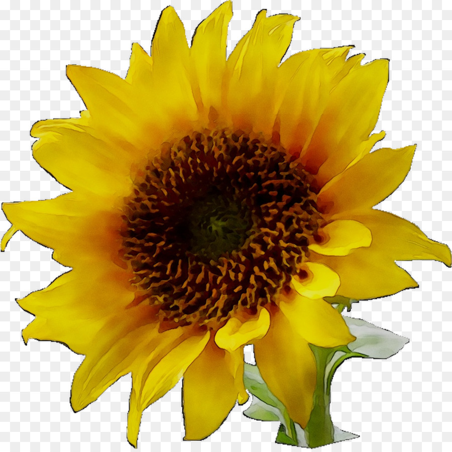 Girasol，Fondo De Escritorio PNG