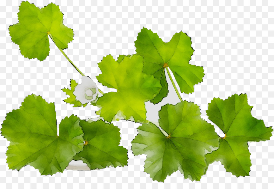 Grapevines，Hojas De Parra PNG