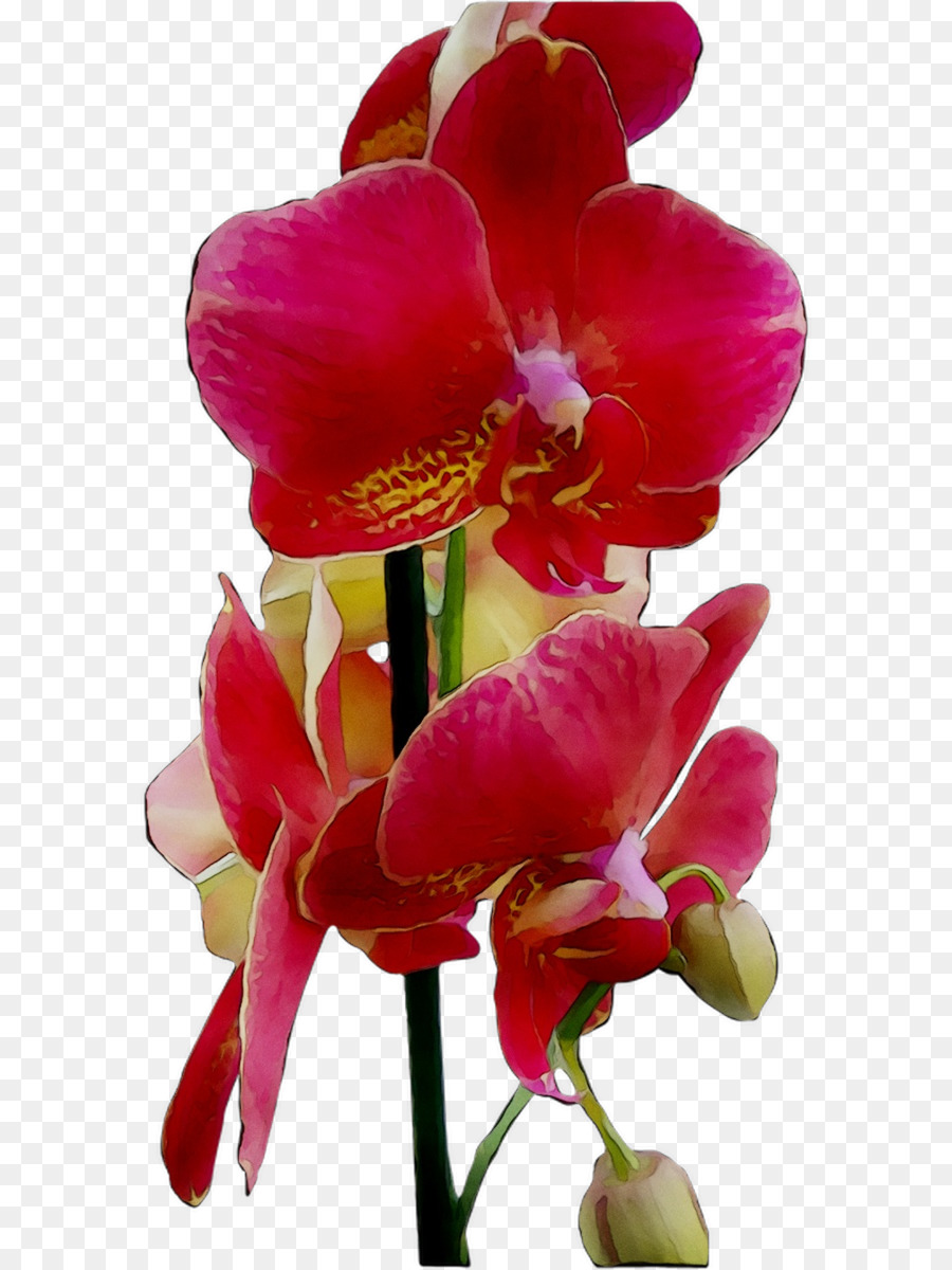 La Polilla De Las Orquídeas，Las Flores Cortadas PNG