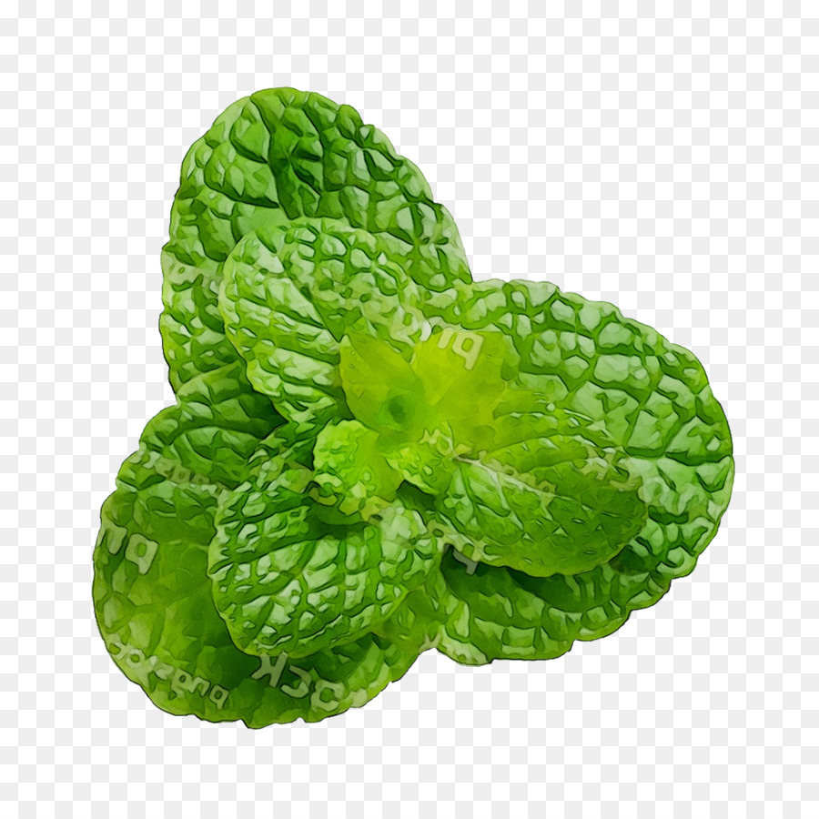 Lechuga，Verde PNG