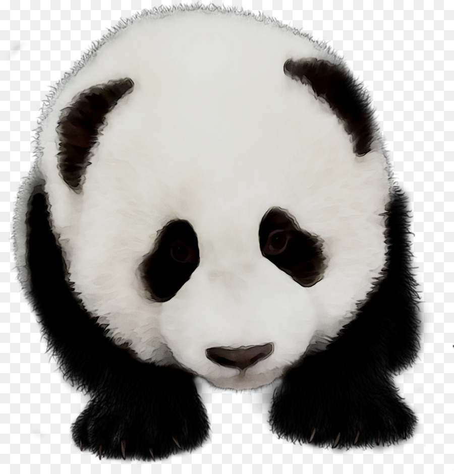 Panda，En Blanco Y Negro PNG