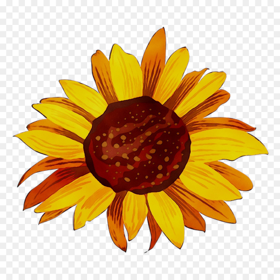 Amarillo，Girasol PNG