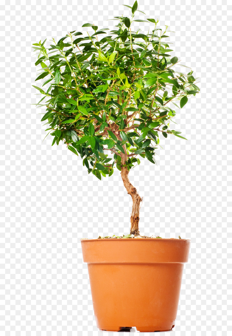 Árbol，China Dulce De Ciruela PNG