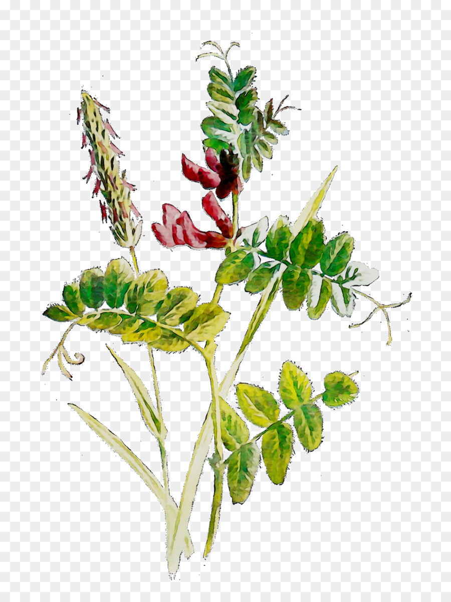 La Floración De La Planta，Flor PNG