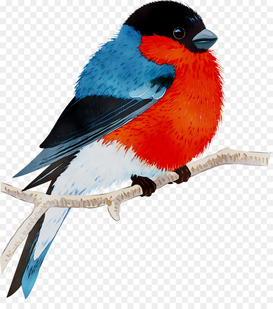 Pájaro Naranja，Plumas PNG