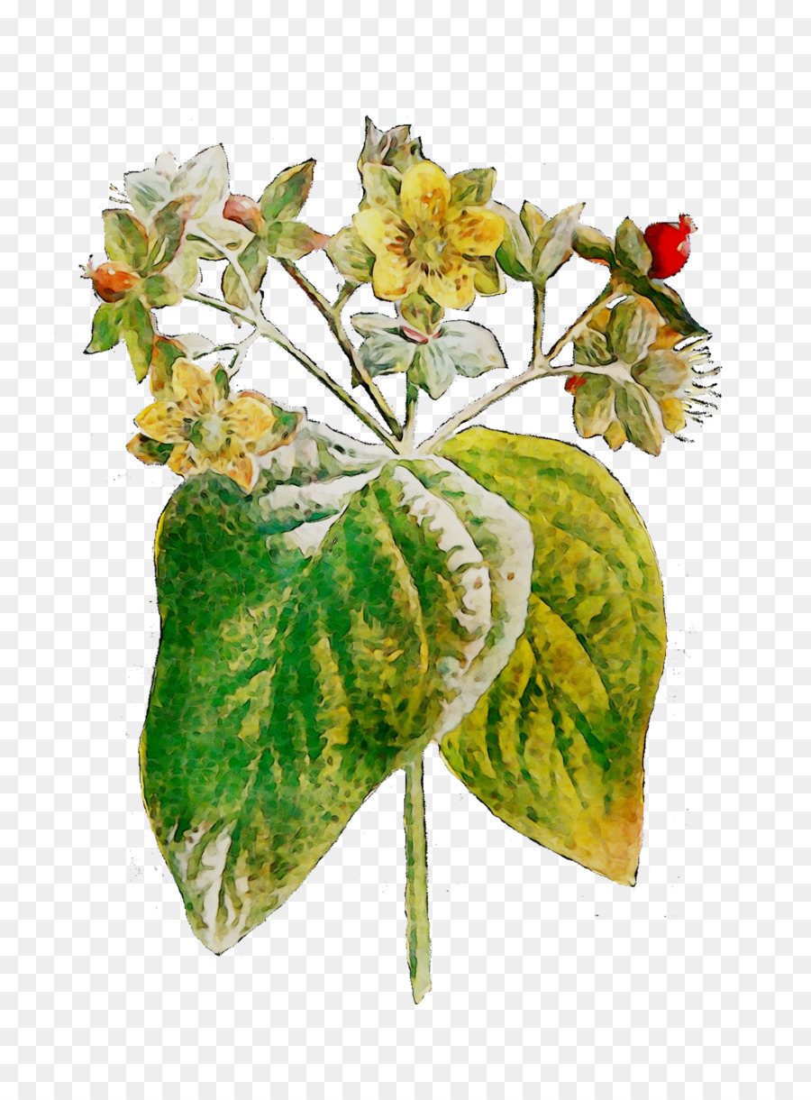 Flor，Hoja PNG