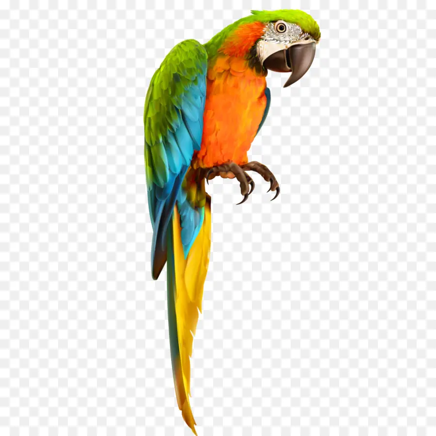 Loro，Guacamayo PNG