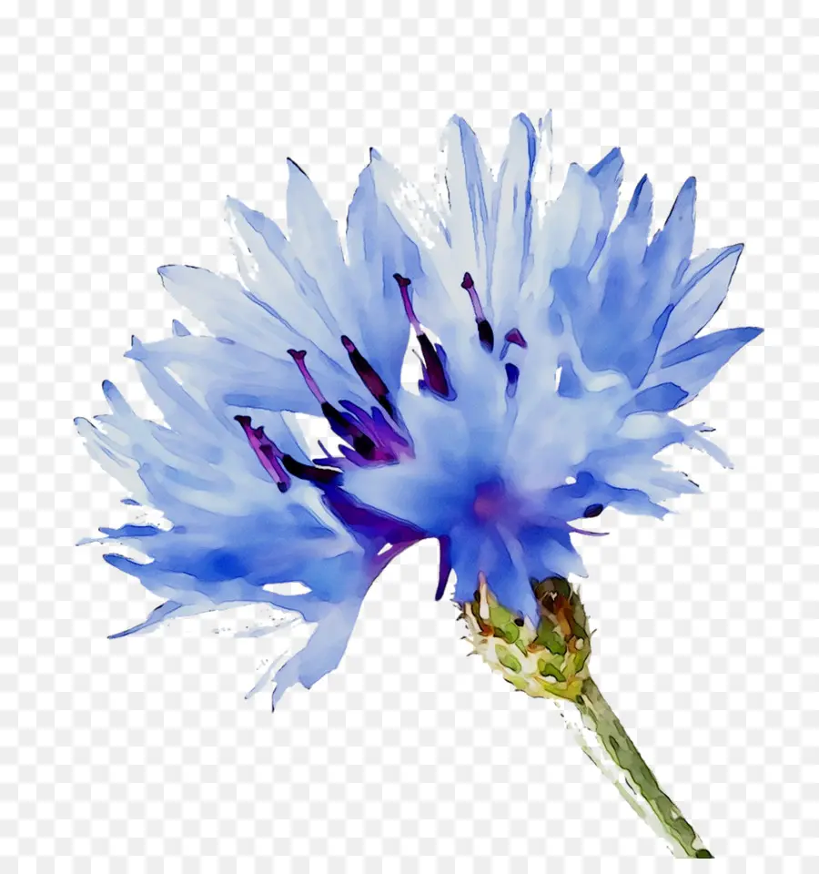 Flor Azul，Flor PNG