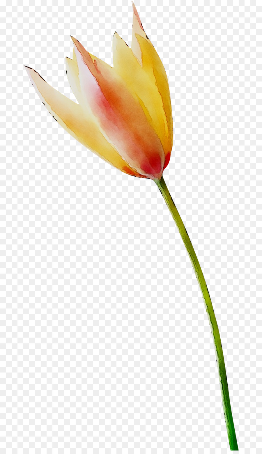 Tulipán Rojo，Provenir PNG