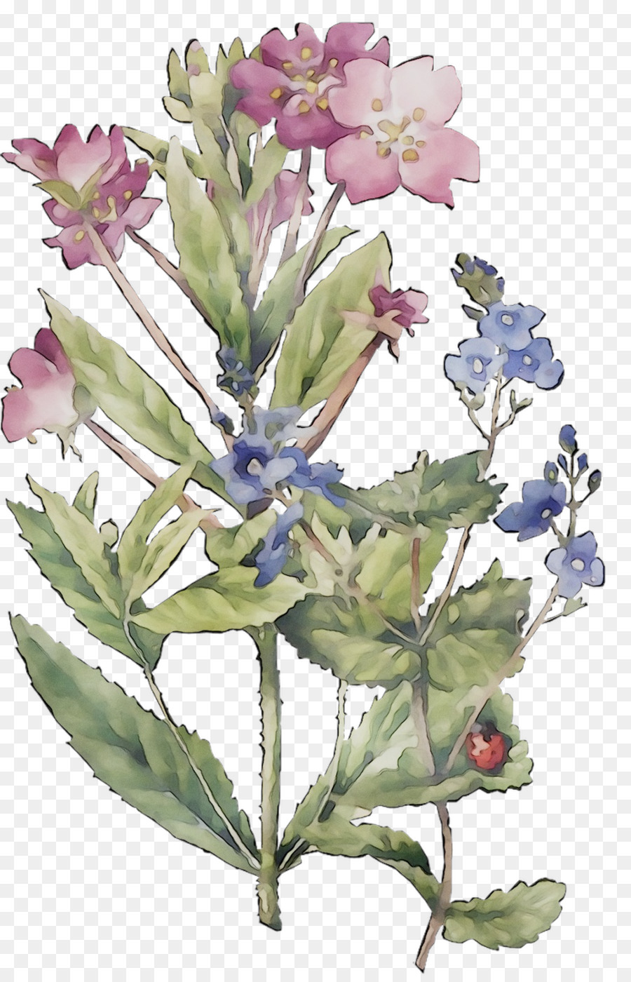 Salvia Común，Lavanda PNG