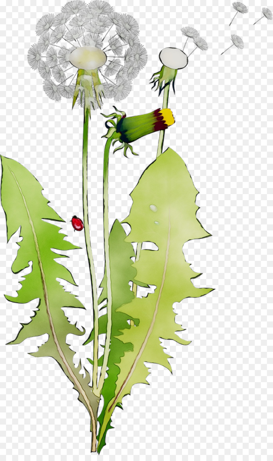 Diseño Floral，Tallo De La Planta PNG