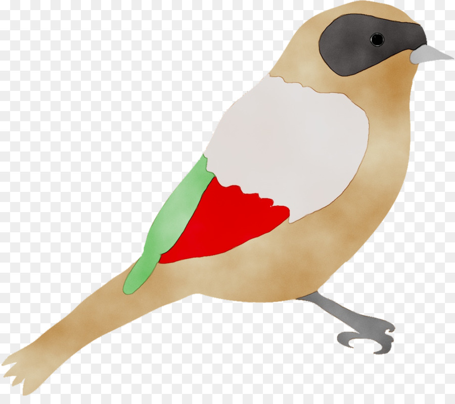 Pico，Aves PNG