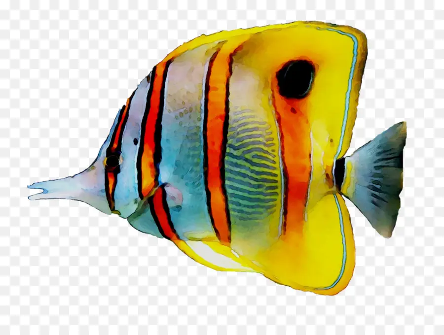 La Polilla，Los Peces PNG