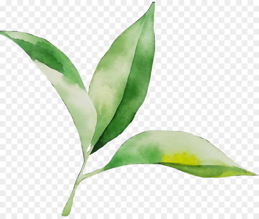 Hoja，Tallo De La Planta PNG