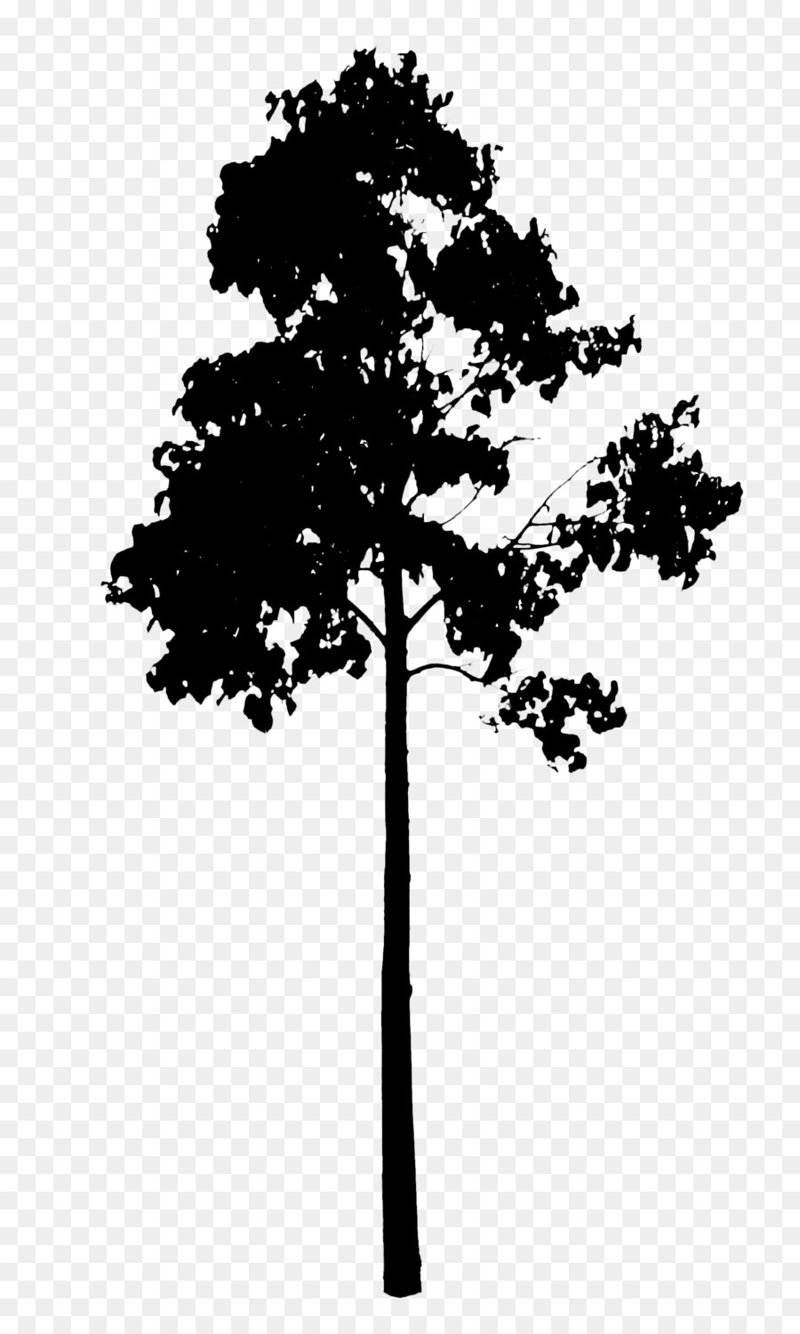 Silueta De Arbol，Negro PNG