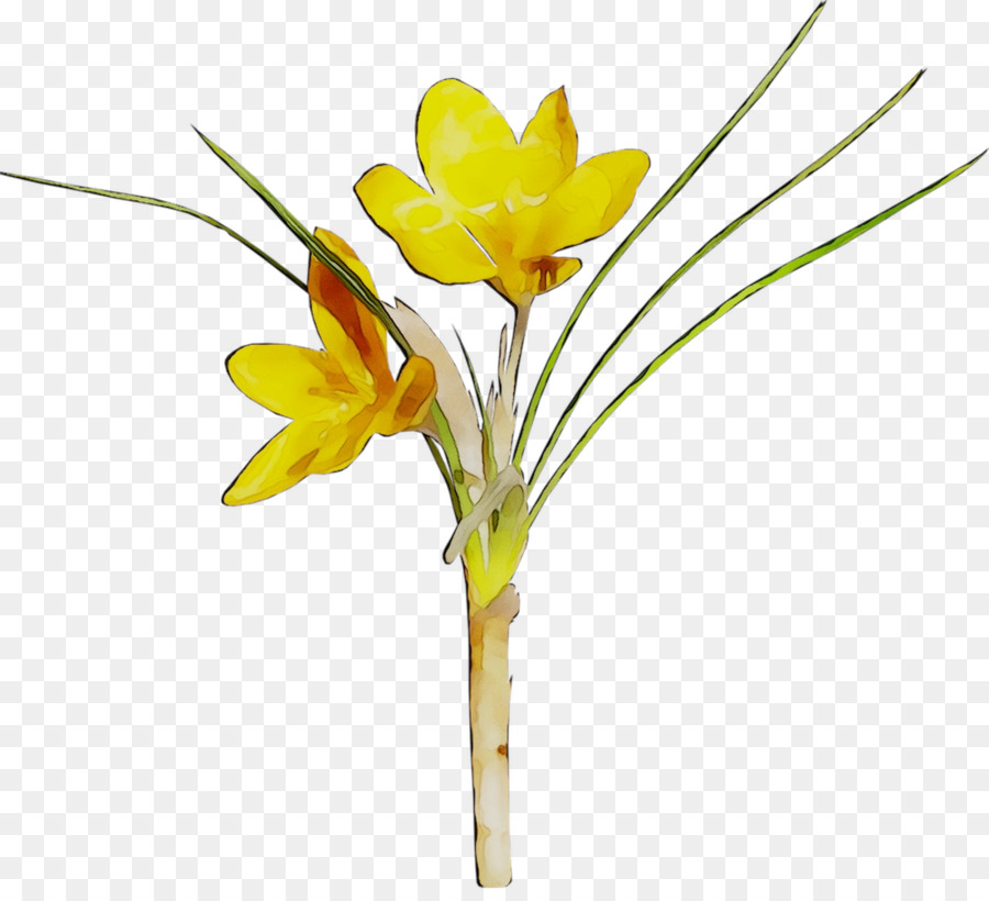 Flor，Crocus PNG