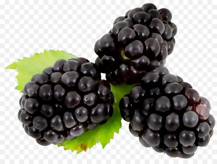 Blackberry，La Fruta PNG