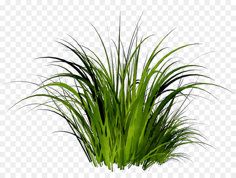 Planta En Maceta，Verdor PNG