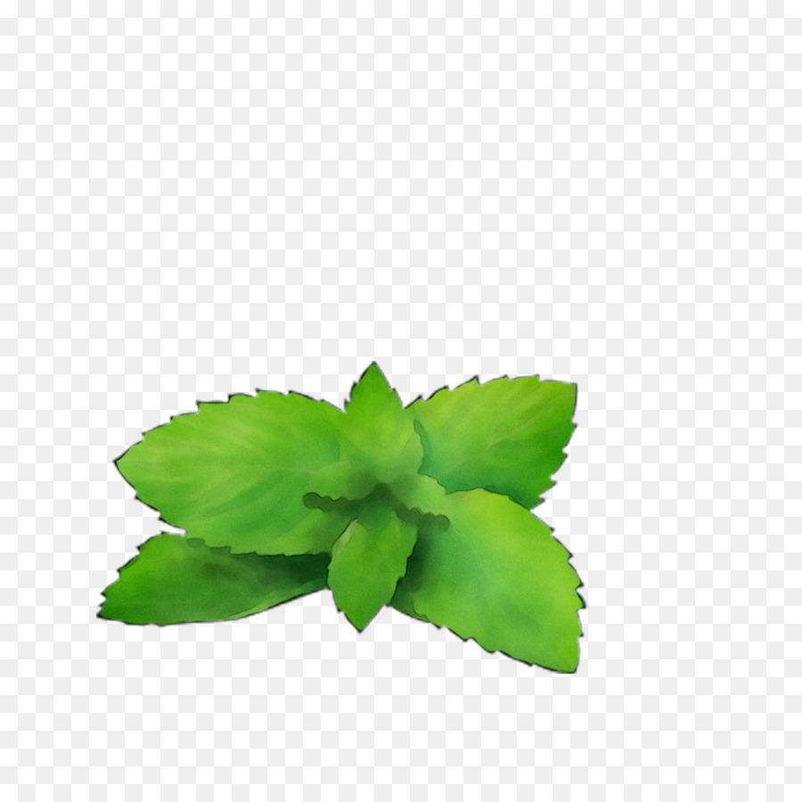 Menta，Aceite Esencial PNG