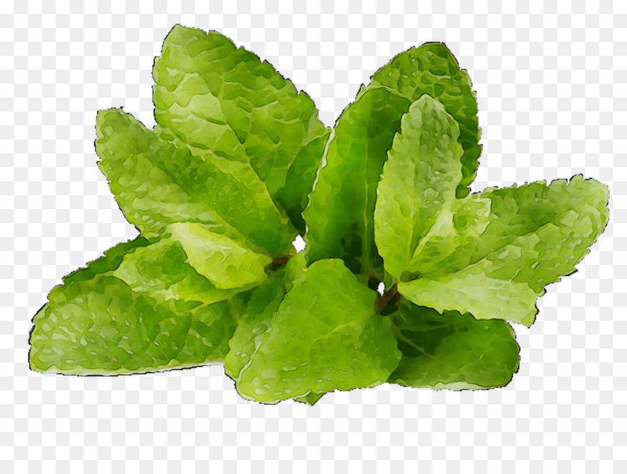 De Verduras De Primavera，Hierba PNG