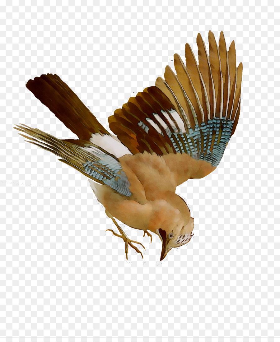 Halcón，águila PNG