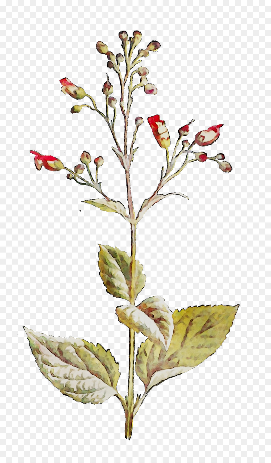 Ramita，Tallo De La Planta PNG