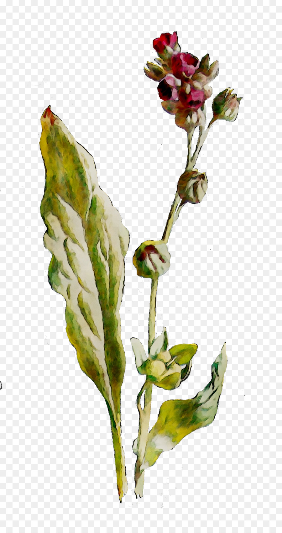 Planta Con Flores，Botánico PNG