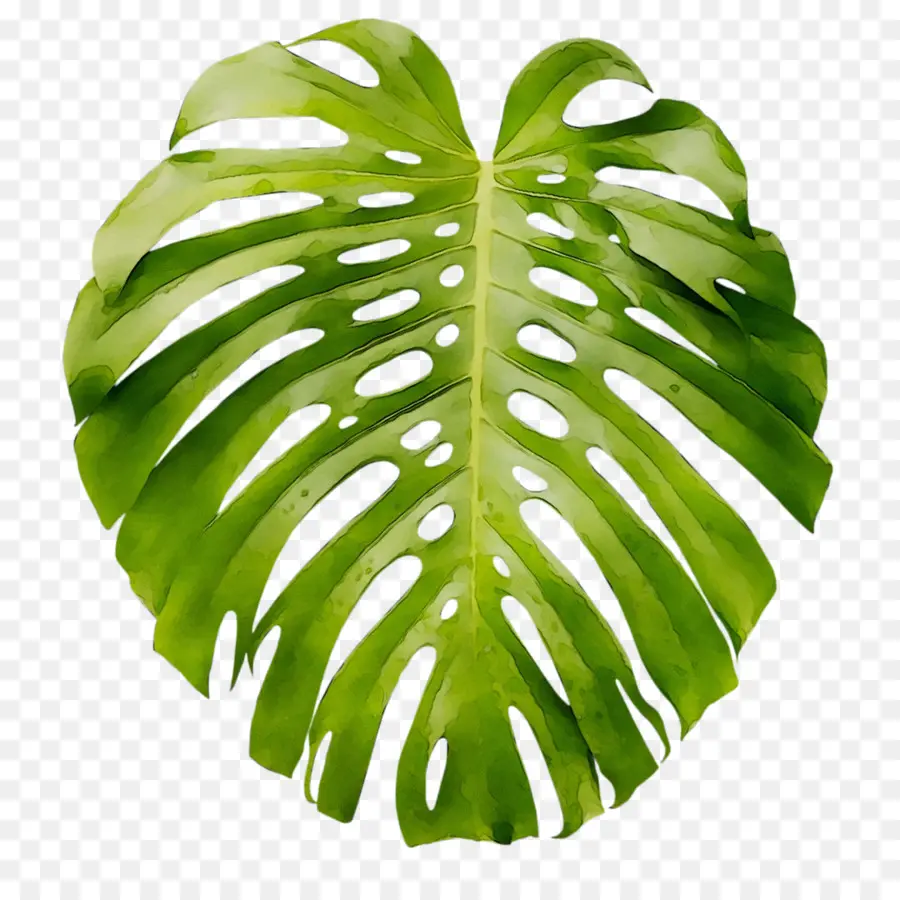 Hoja，Queso Suizo Planta PNG