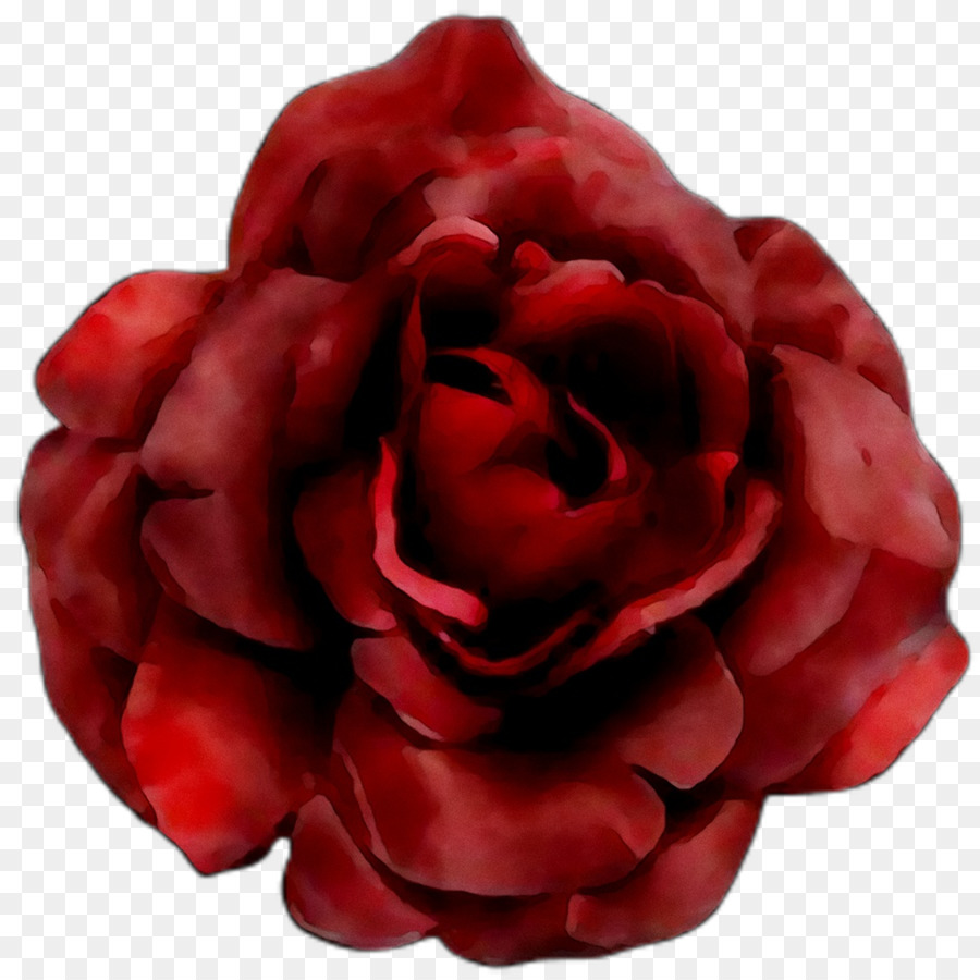 Las Rosas De Jardín，Col Rosa PNG