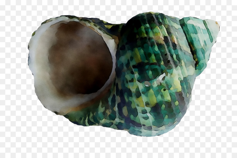 Caracol，Ostras PNG