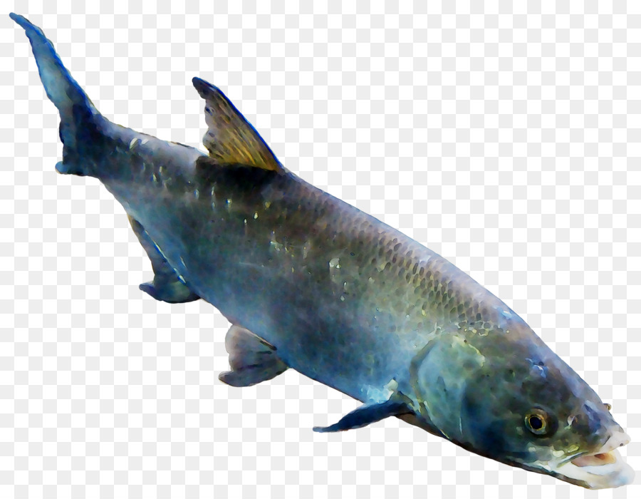 Salmón，Biología Marina PNG