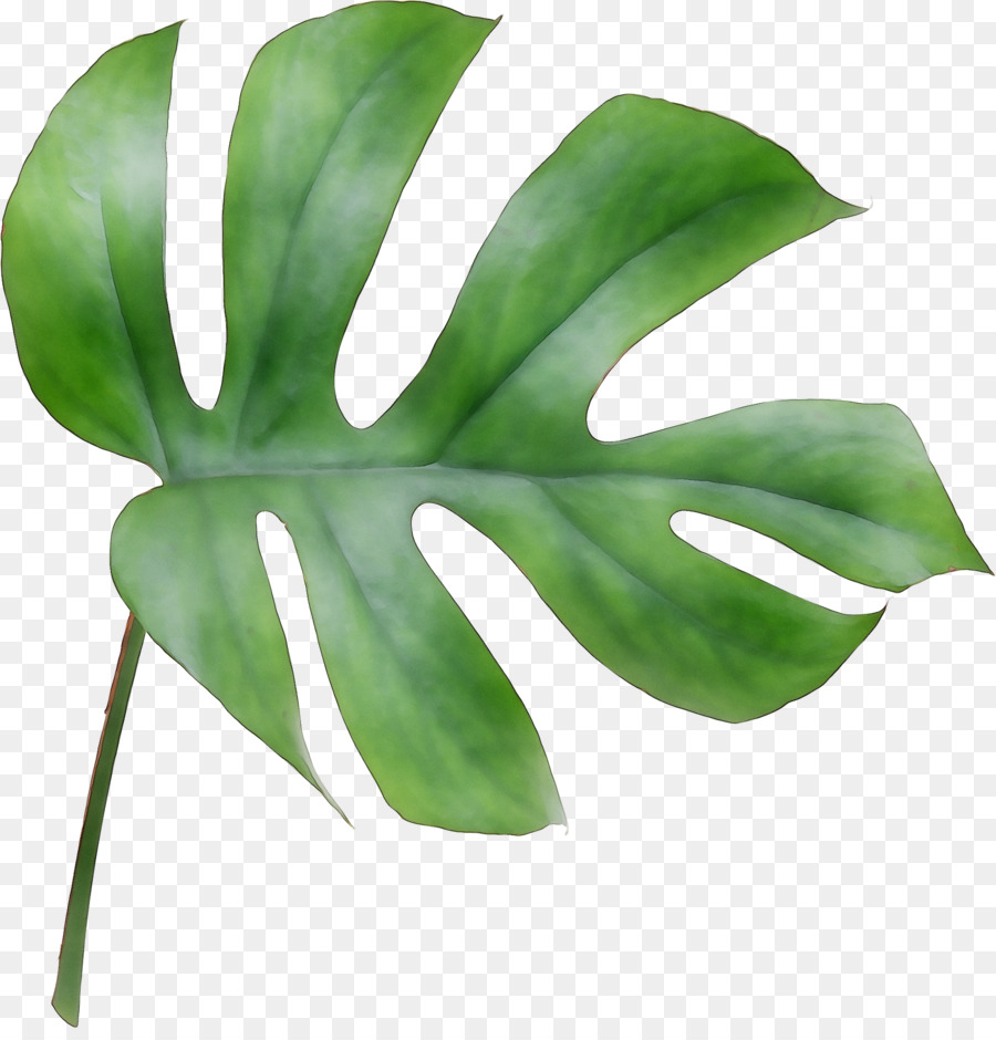 Hojas De Monstera，Planta PNG