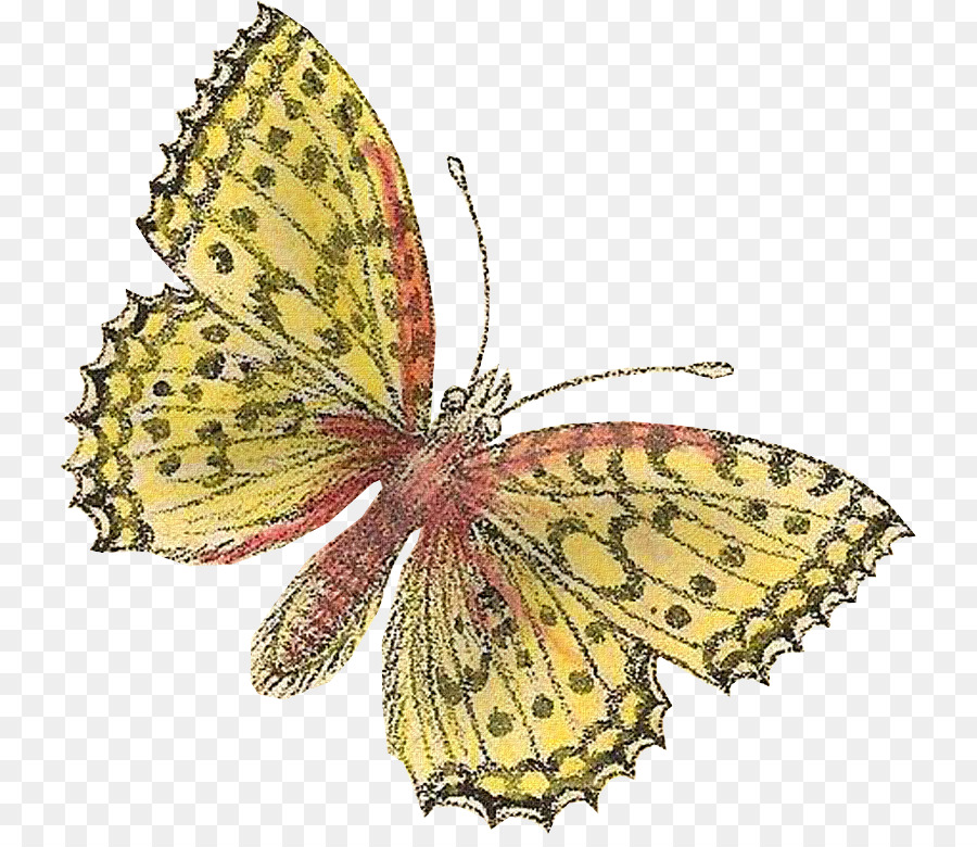 La Mariposa Monarca，Nublado Amarillos PNG