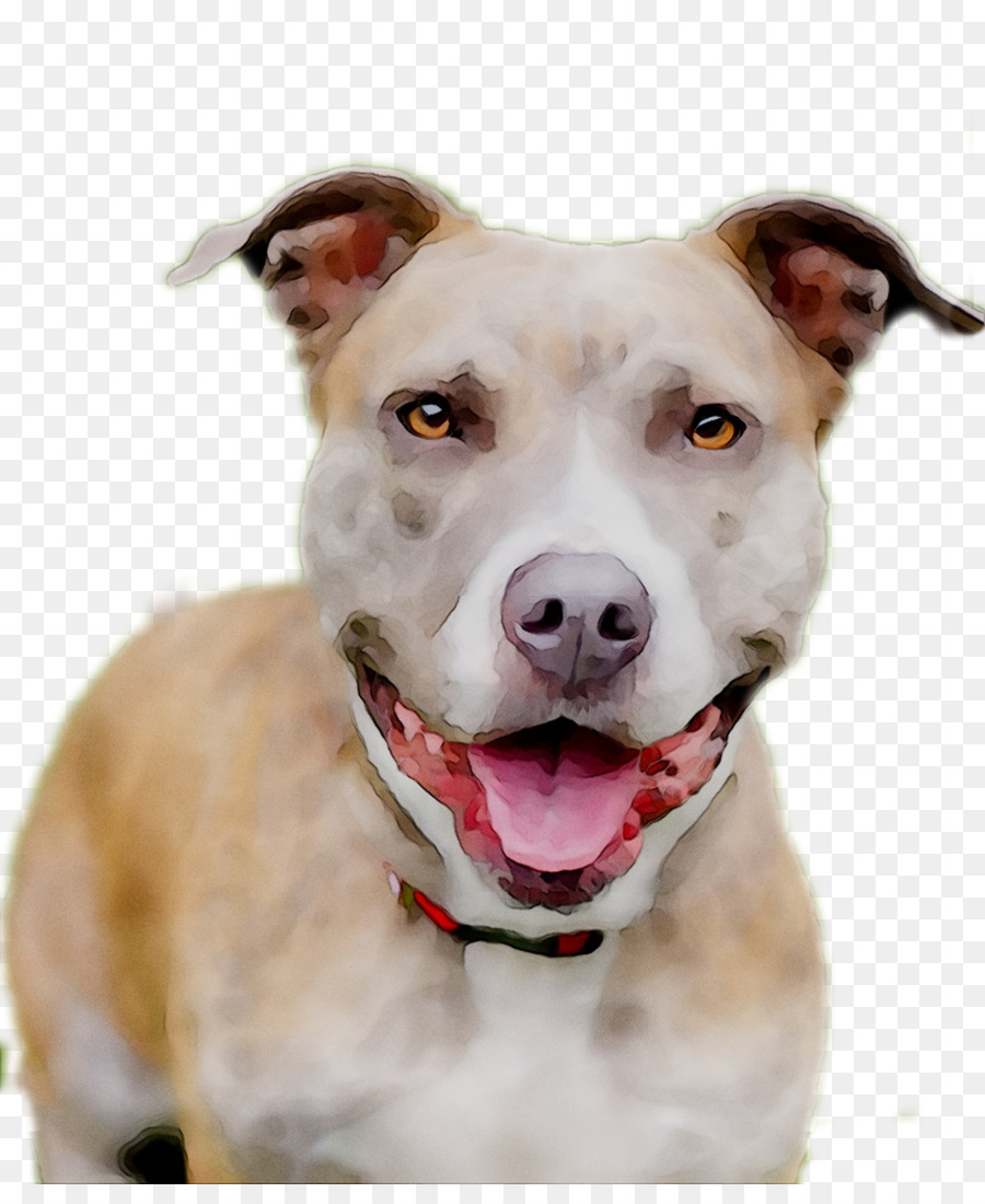 American Pit Bull Terrier，Terrier De Yorkshire PNG