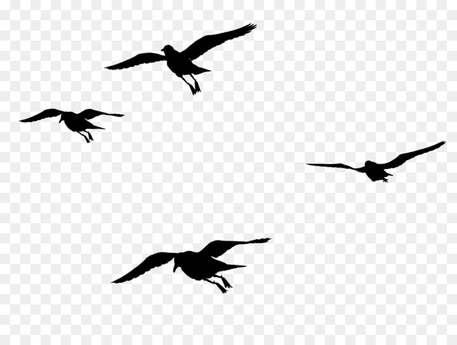 Siluetas De Aves，Vuelo PNG