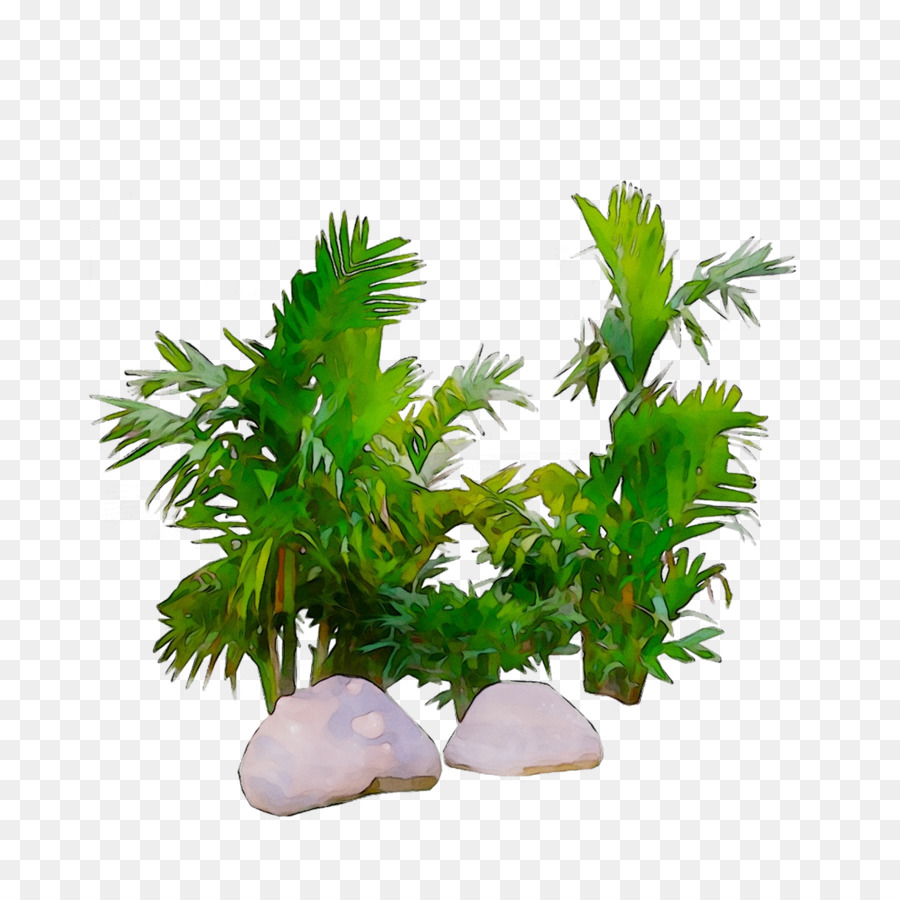 Plantas，Rocas PNG