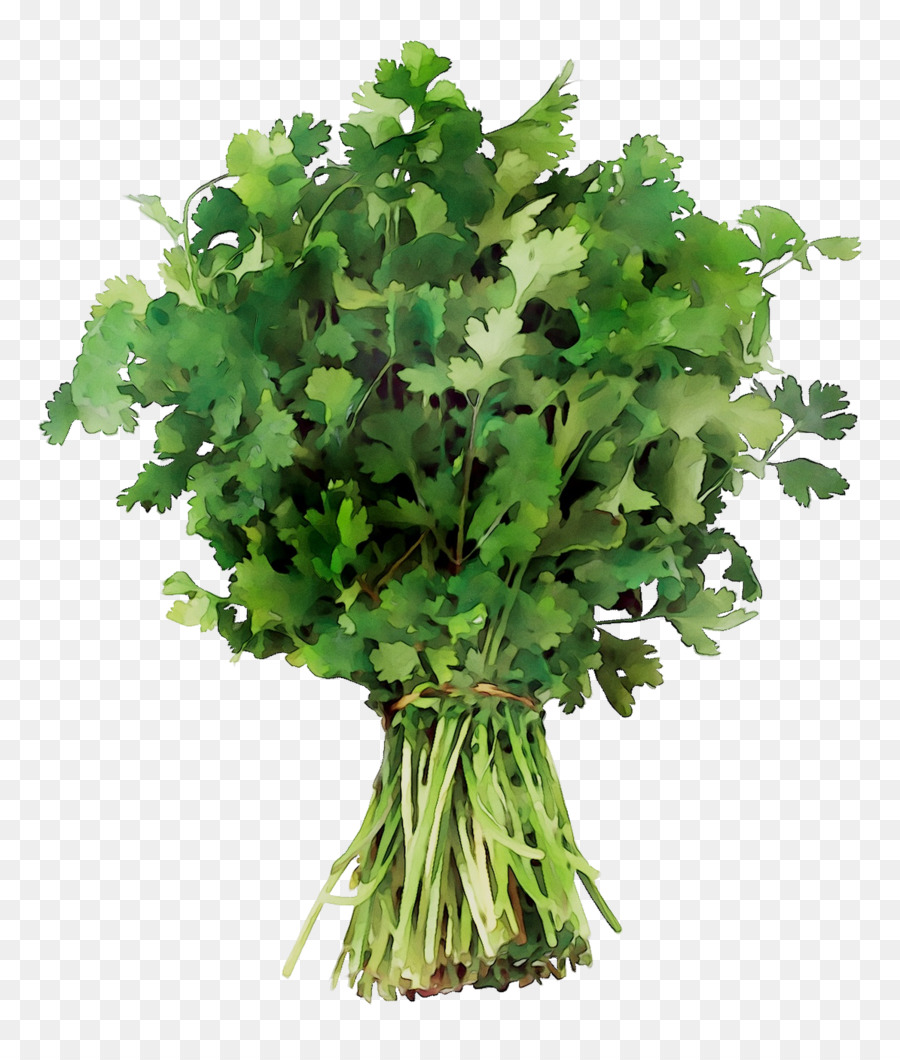 Cilantro，La Corona De Margaritas PNG