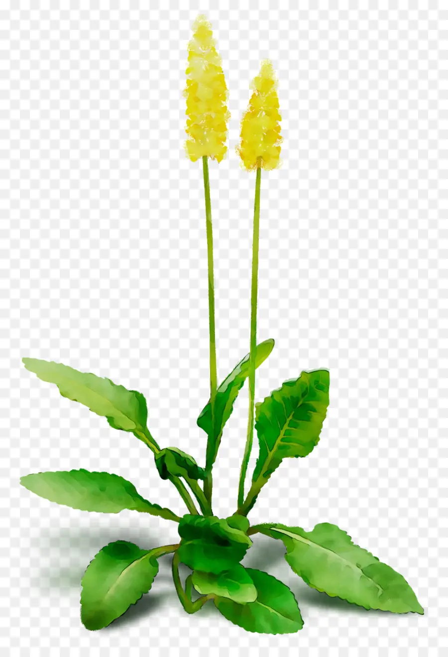 Diente De León，Planta Herbácea PNG