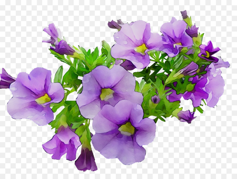 Planta Anual，Primrose PNG