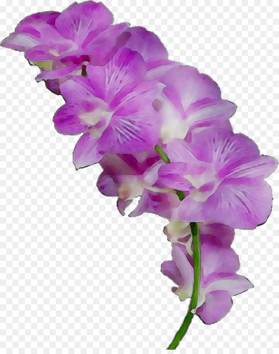 La Polilla De Las Orquídeas，Las Flores Cortadas PNG