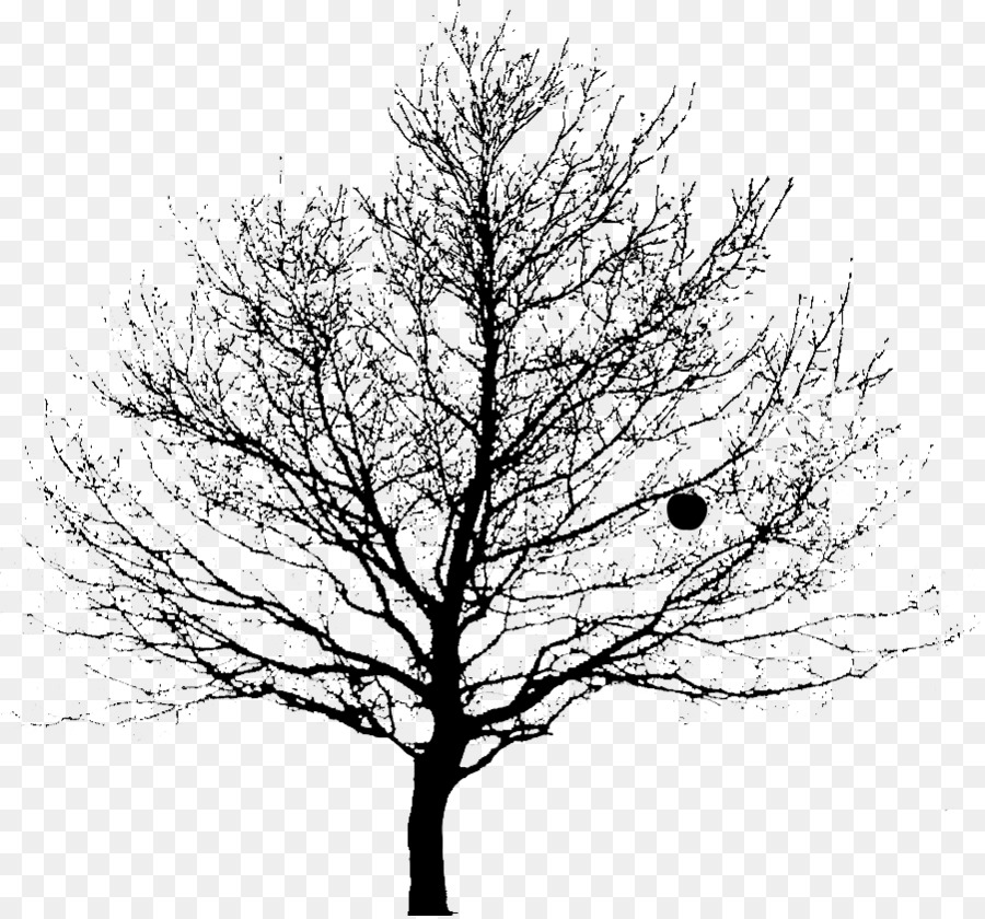 Dibujo，Árbol PNG